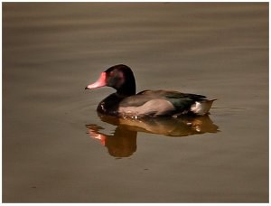 pato.jpg