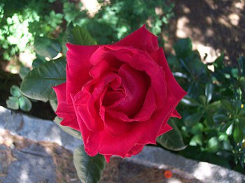 rosa-001.jpg