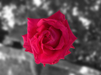rosa-002.jpg