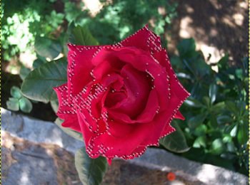 rosa-003.jpg