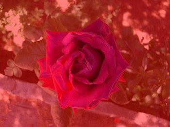 rosa-004.jpg