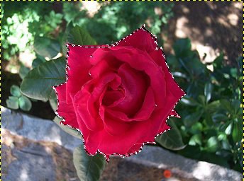 rosa-005.jpg