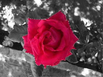 rosa-007.jpg