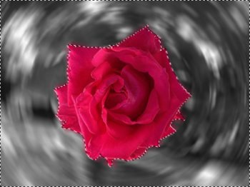 rosa-009.jpg